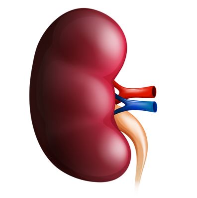 Kidney Health