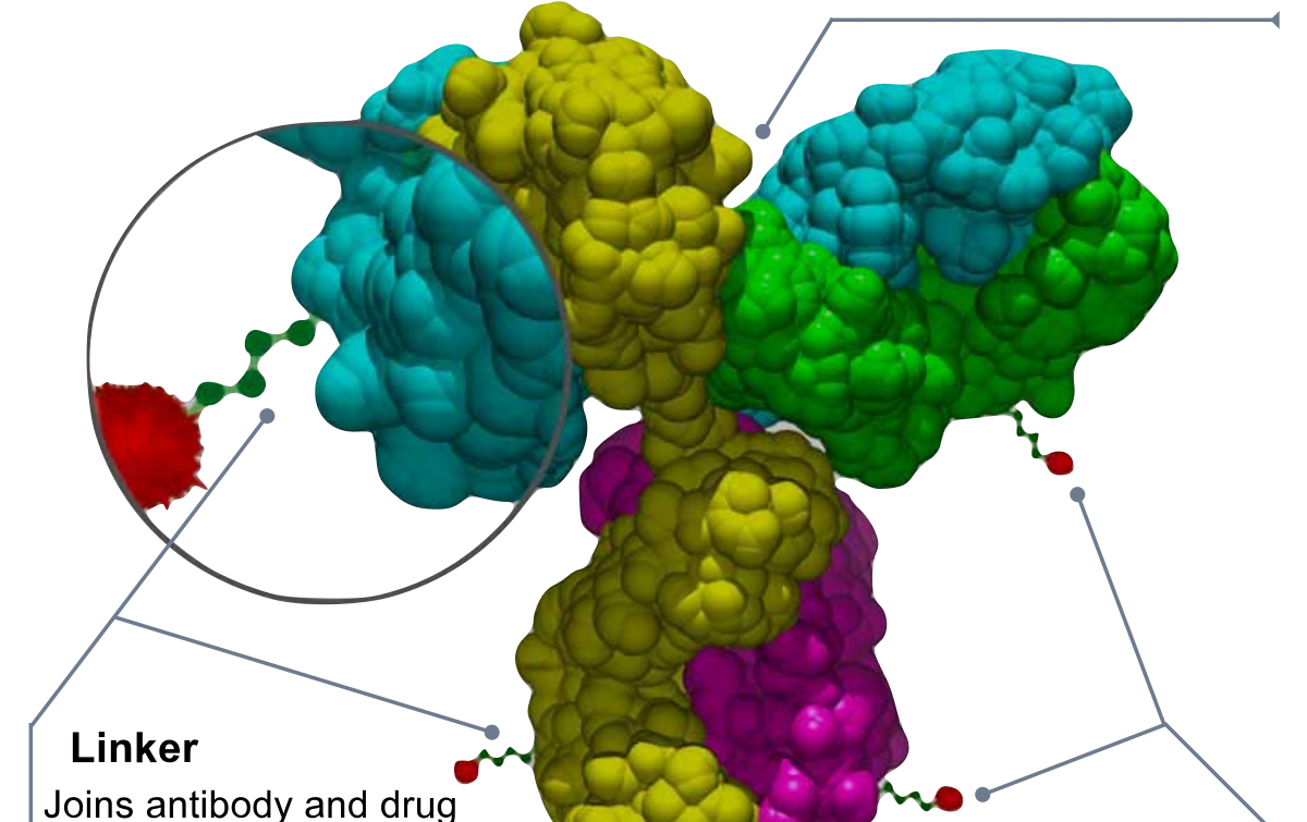 Antibody-drug conjugates offering a targeted approach to lymphoma treatment
