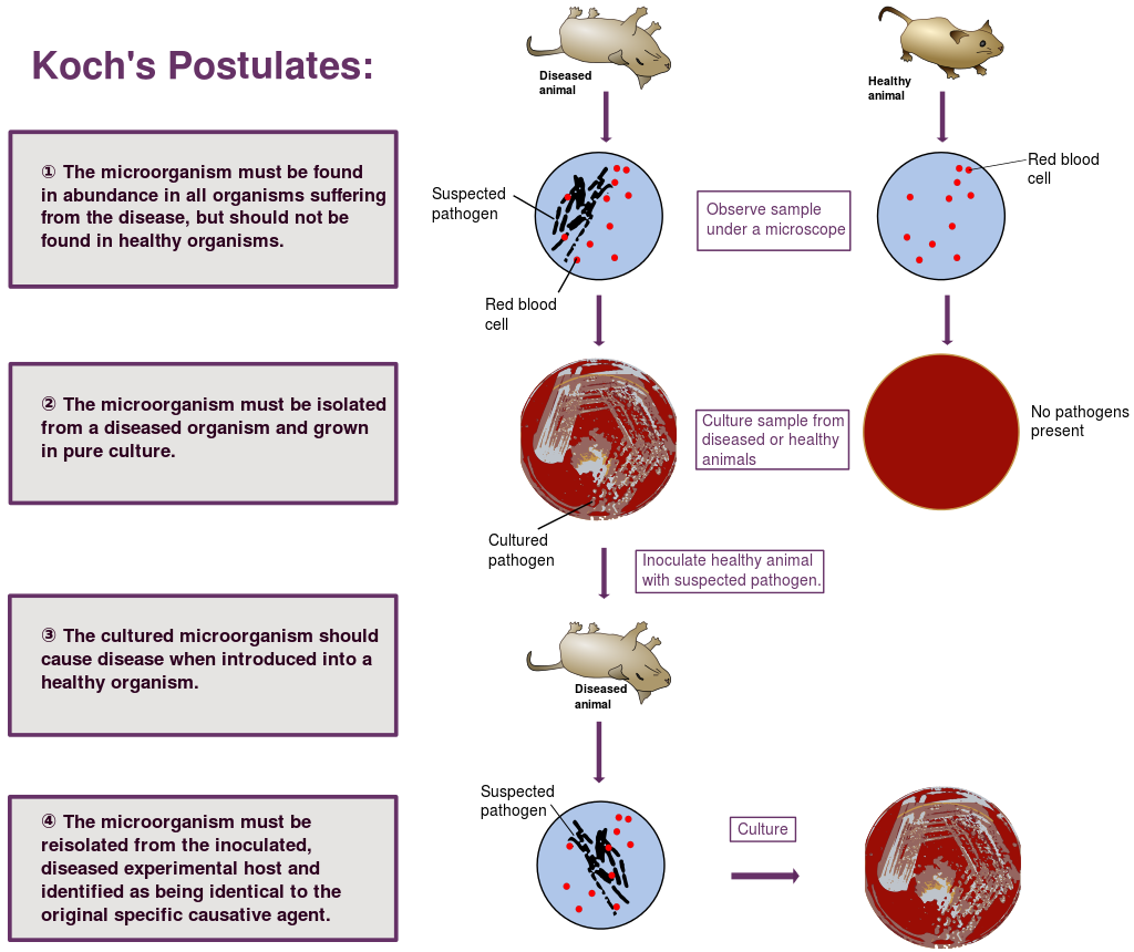 Koch's postulates of disease.
